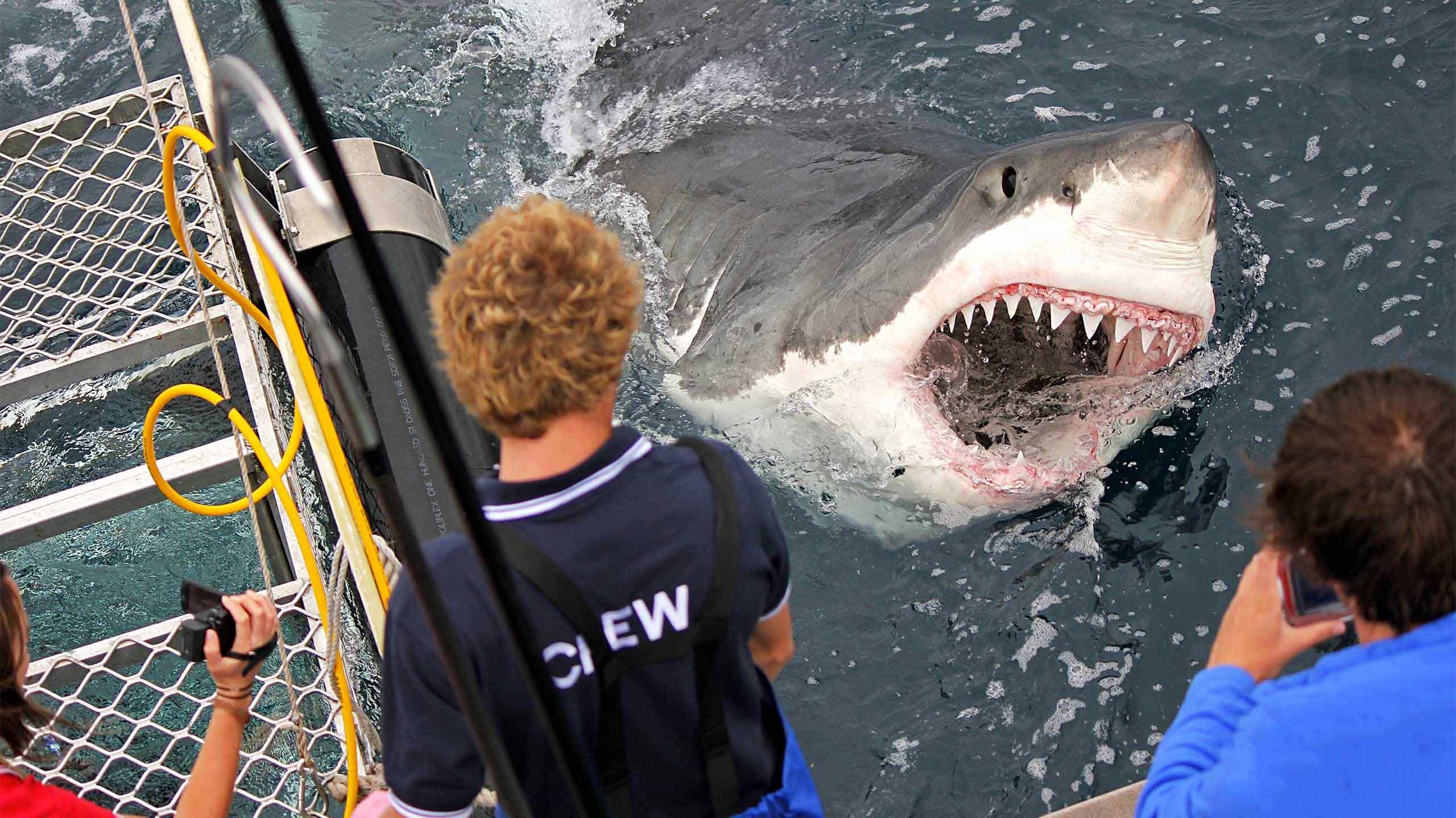 Shark cage diving tourists photograph a great white shark breaching beside the boat